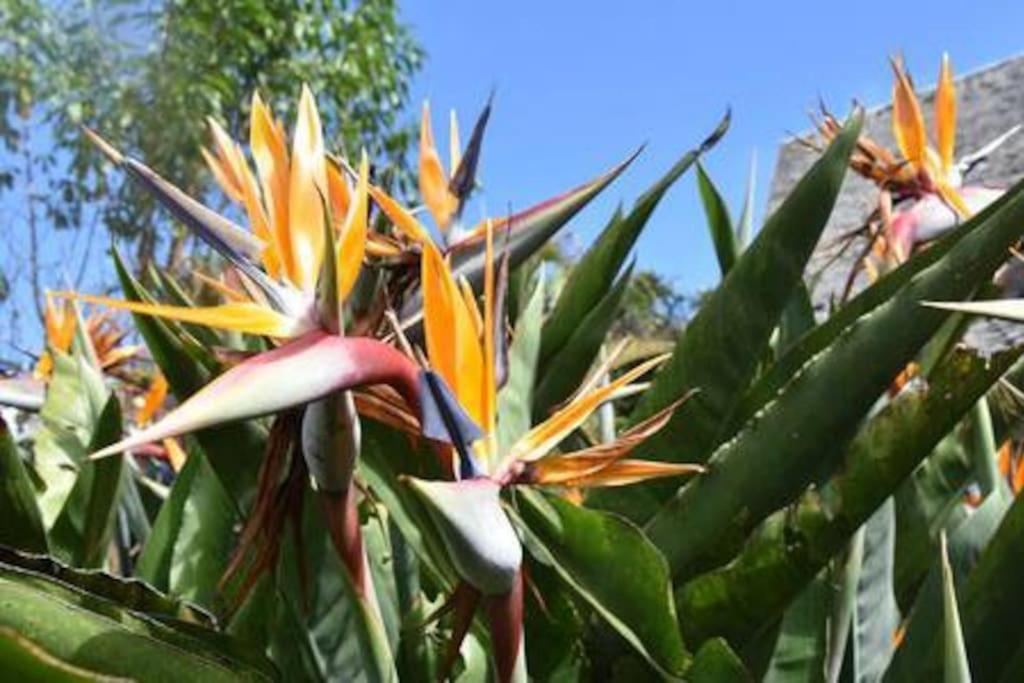 Ferienwohnung Le Strelitzia 2 Cilaos Exterior foto